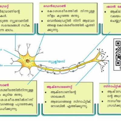 structure of neuron and function