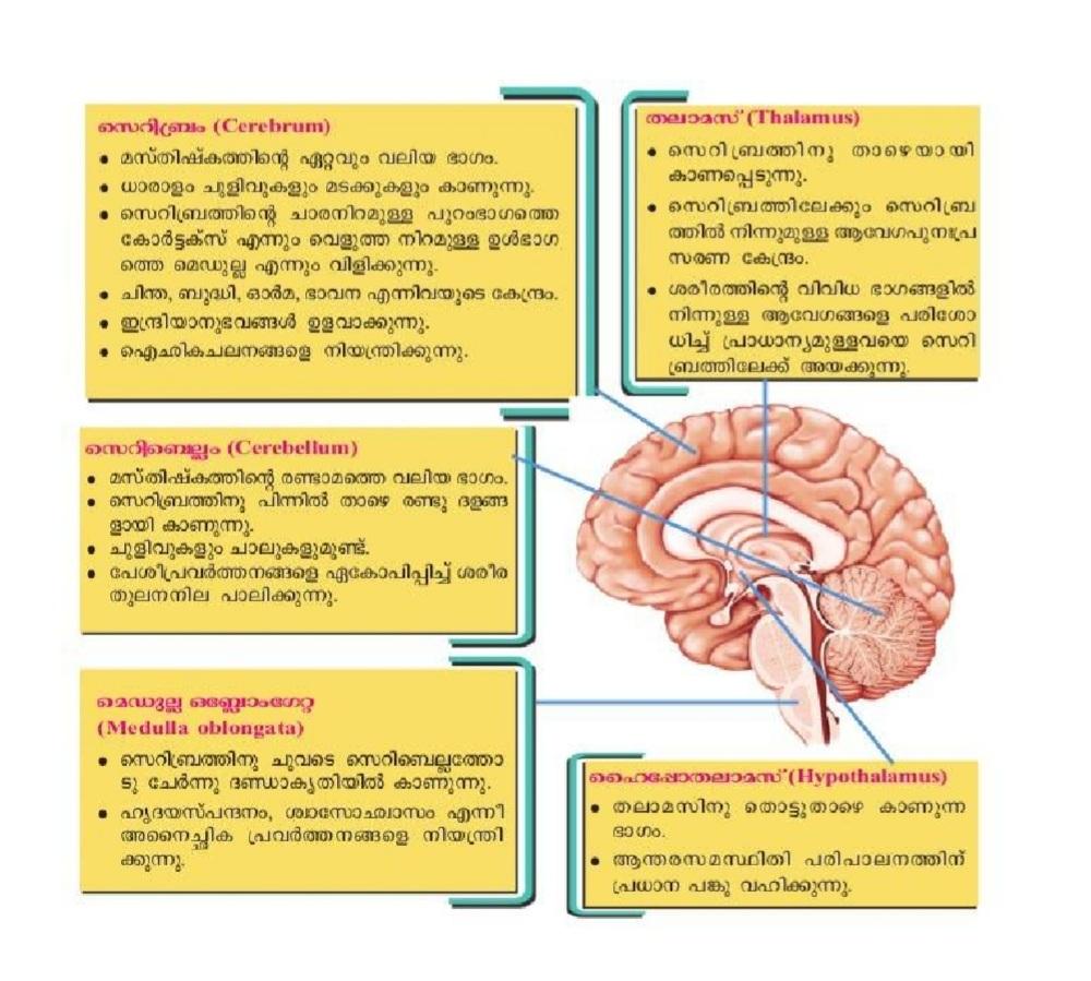 parts of brain and its function in malayalam